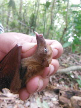 Macroglossus minimus (E. Geoffroy 1810) resmi