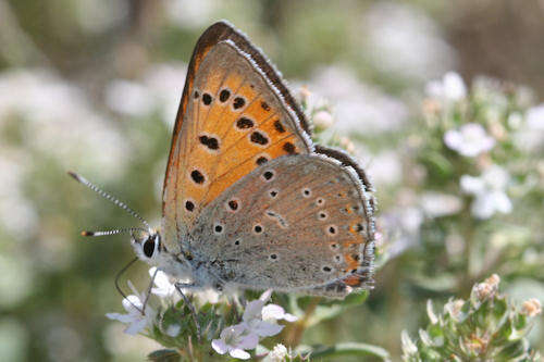 Image de Lycaena asabinus (Herrich-Schäffer (1851))