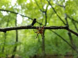 Image of Spotted Orbweaver