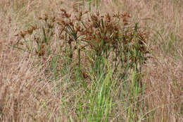 Image de Cyperus exaltatus Retz.