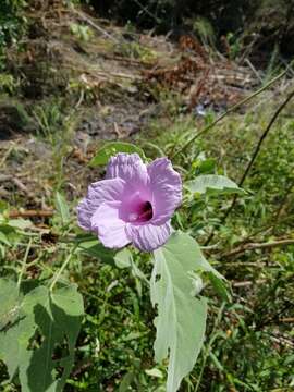 Hibiscus striatus subsp. lambertianus (Kunth) Blanchard的圖片