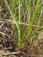 Image of Cyperus niveus var. leucocephalus (Kunth) Fosberg