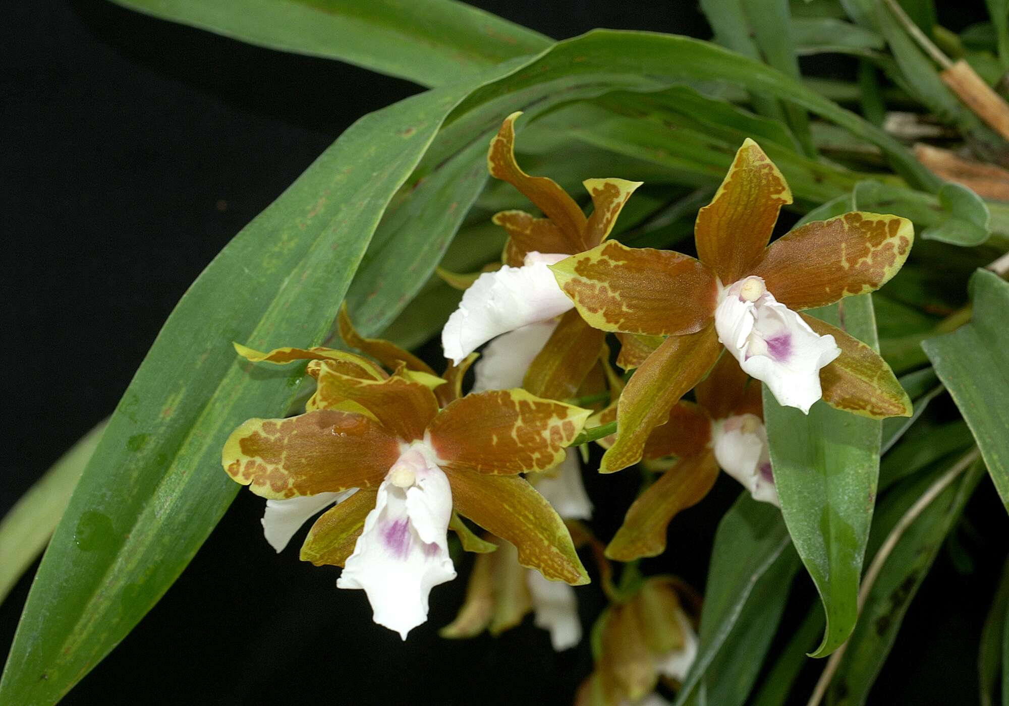 Image of Miltonia candida Lindl.