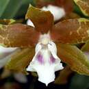 Image de Miltonia candida Lindl.