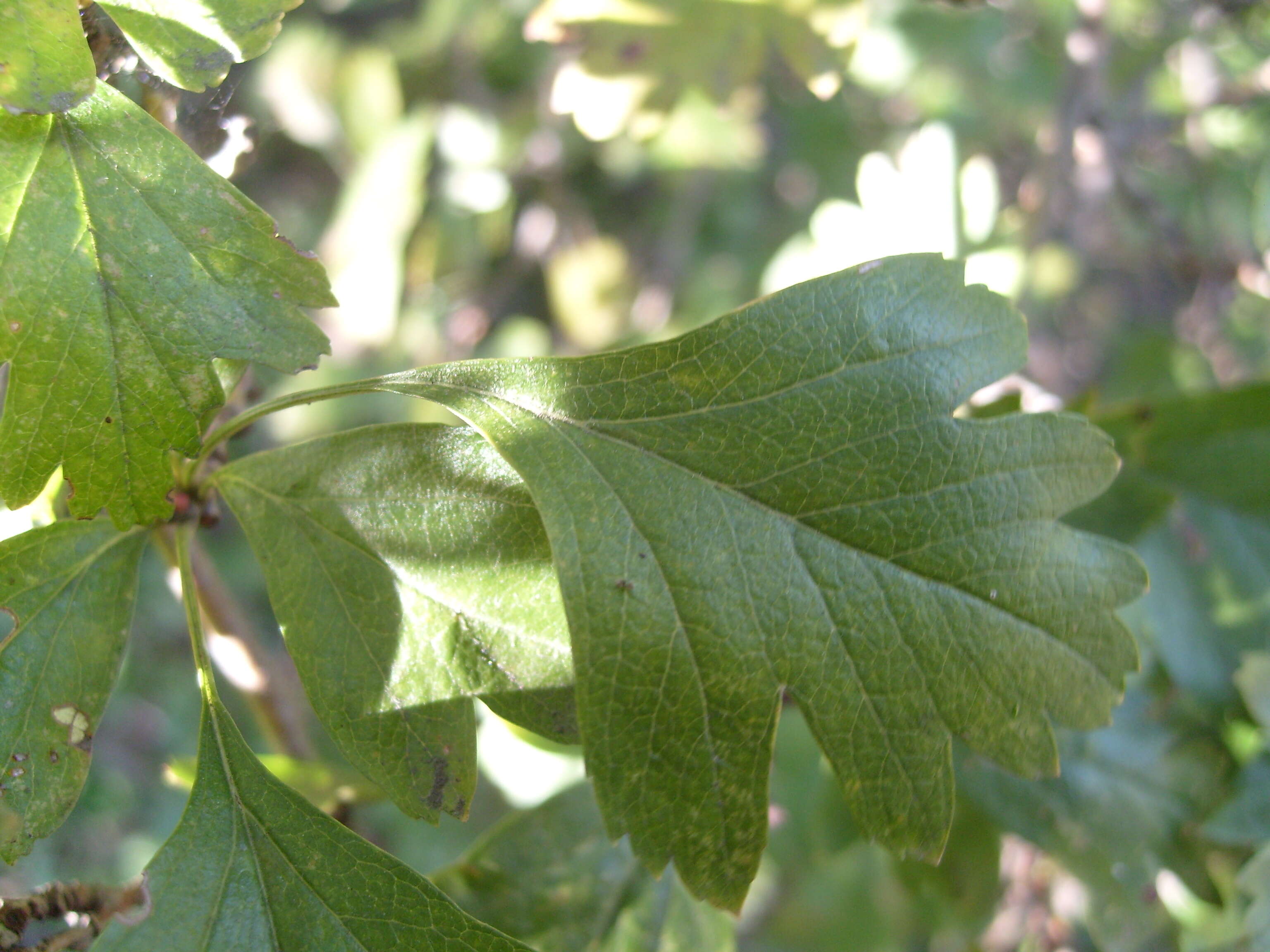 صورة Crataegus media Bechst.