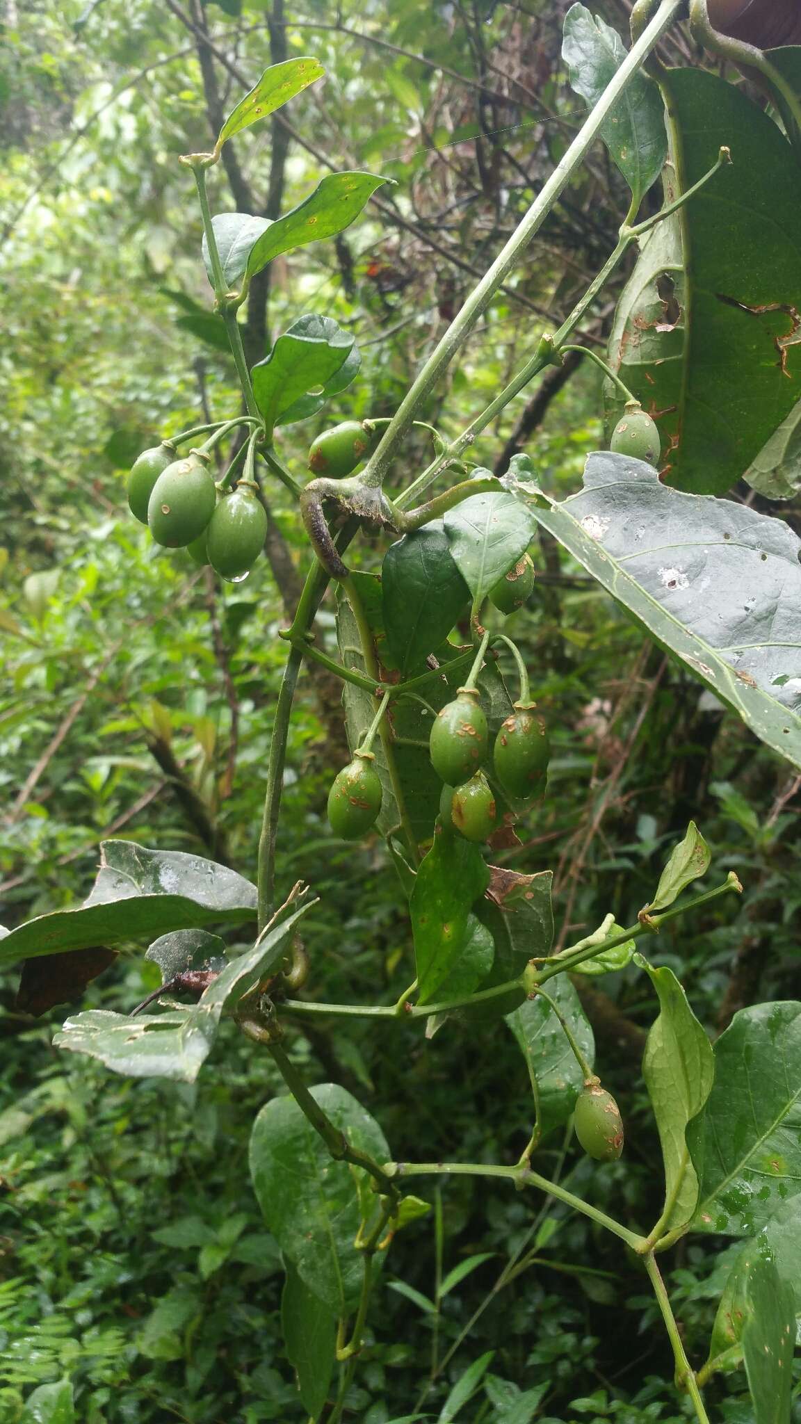 Image of Mendoncia flagellaris (Baker) Benoist