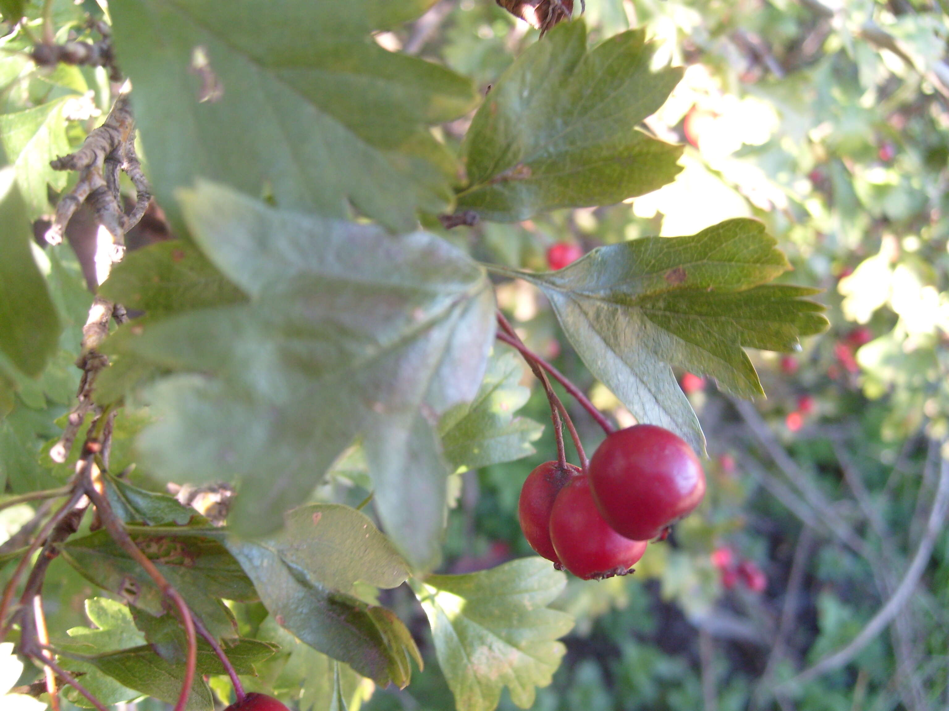 صورة Crataegus media Bechst.