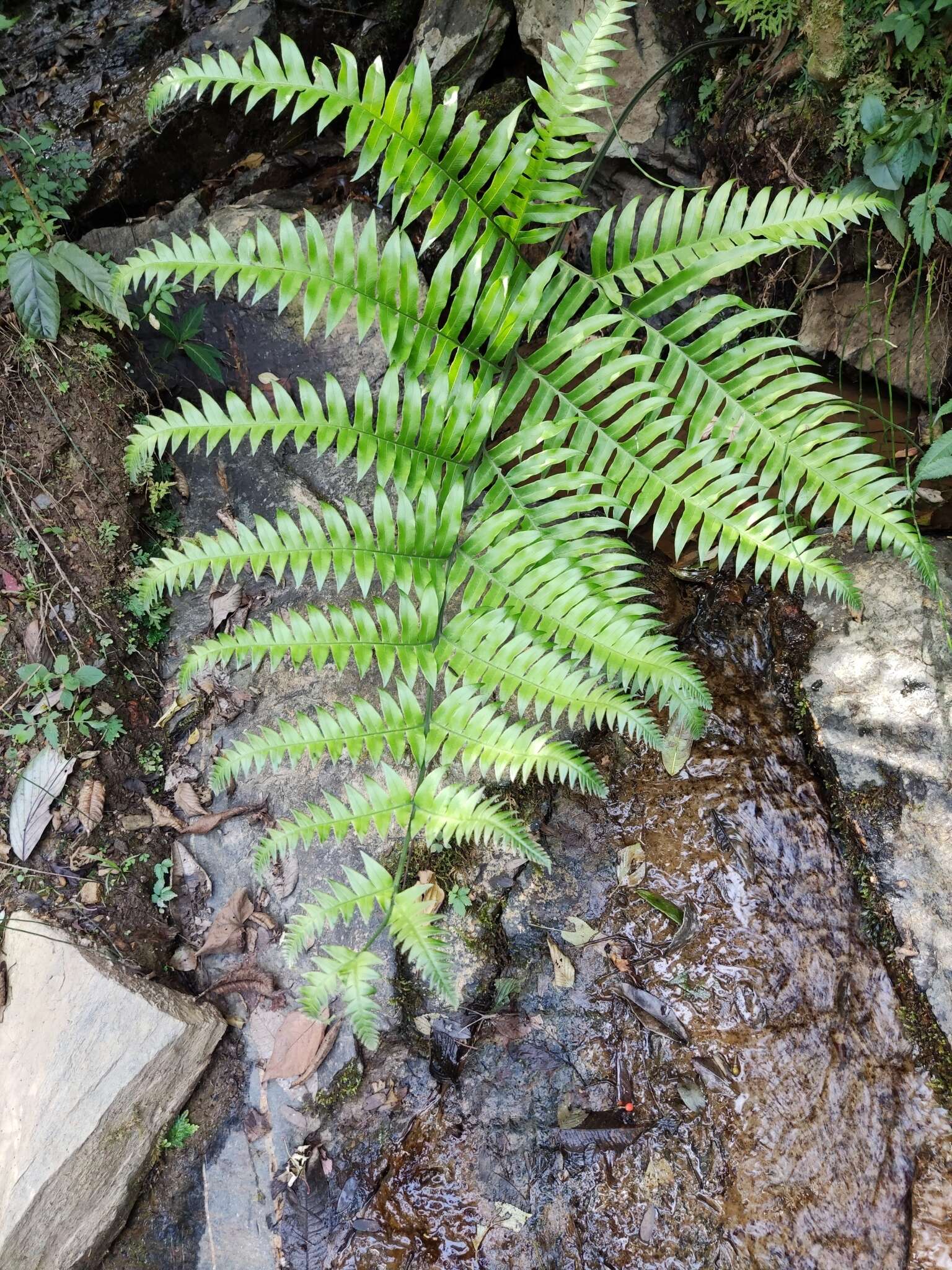 Imagem de Pteris terminalis Wall.