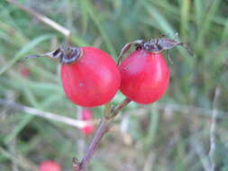 Image of dog rose