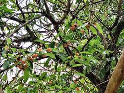 Image de Cratoxylum cochinchinense (Lour.) Bl.