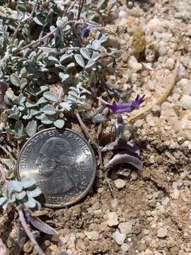 Image de Astragalus albens Greene