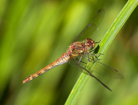 Image of Common Darter