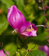 Image of red turtlehead