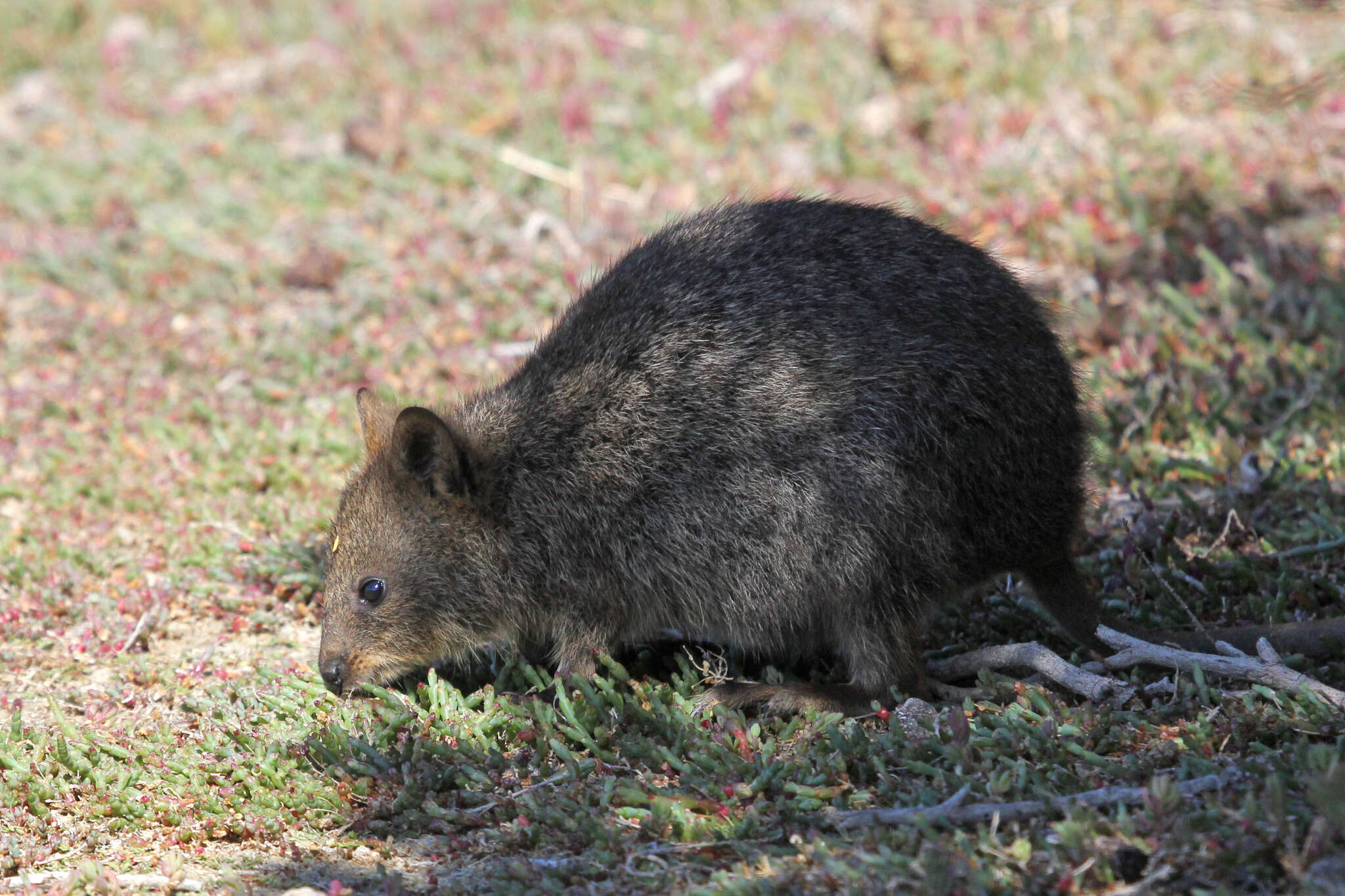 Image of Quokkas