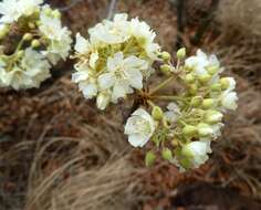 Imagem de Dombeya rotundifolia (Hochst.) Planch.