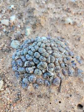 Image of Conophytum swanepoelianum Rawe