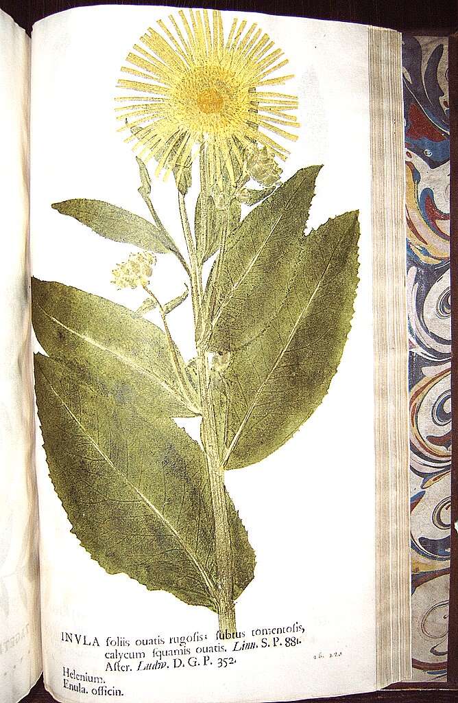 Image of Elecampane