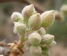 Imagem de Dombeya rotundifolia (Hochst.) Planch.