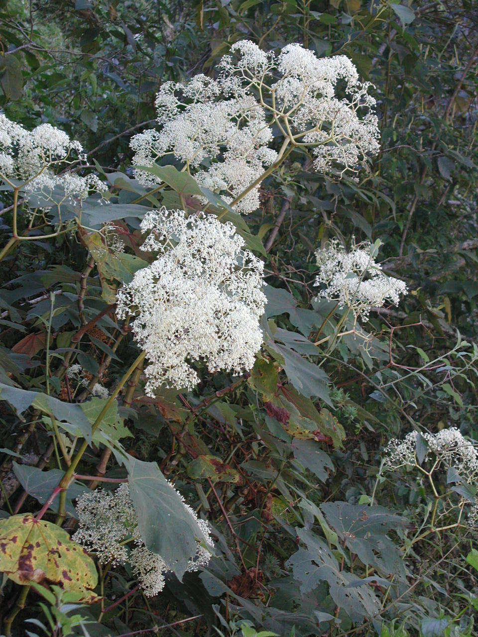 Image of Begonia parviflora Poepp. & Endl.