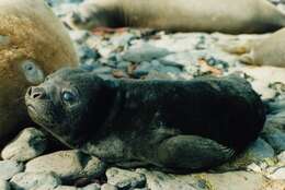 Image of South Atlantic Elephant-seal