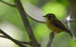 Image of Stub-tailed Spadebill