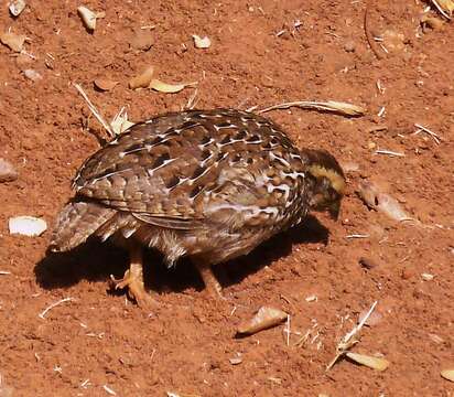 Image of Natal Francolin