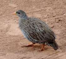 Image of Natal Francolin