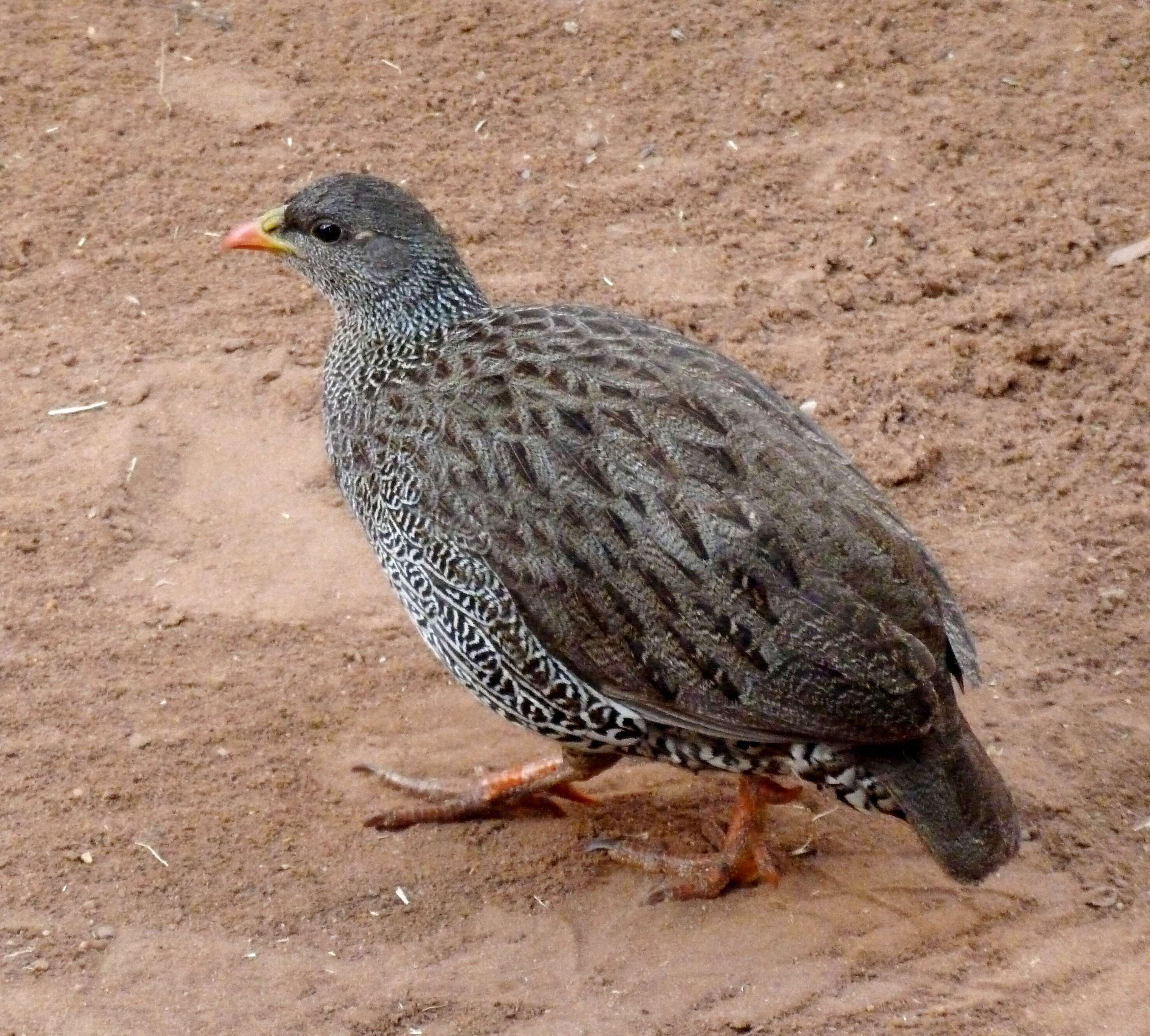 Image of Natal Francolin