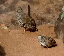 Image of Natal Francolin