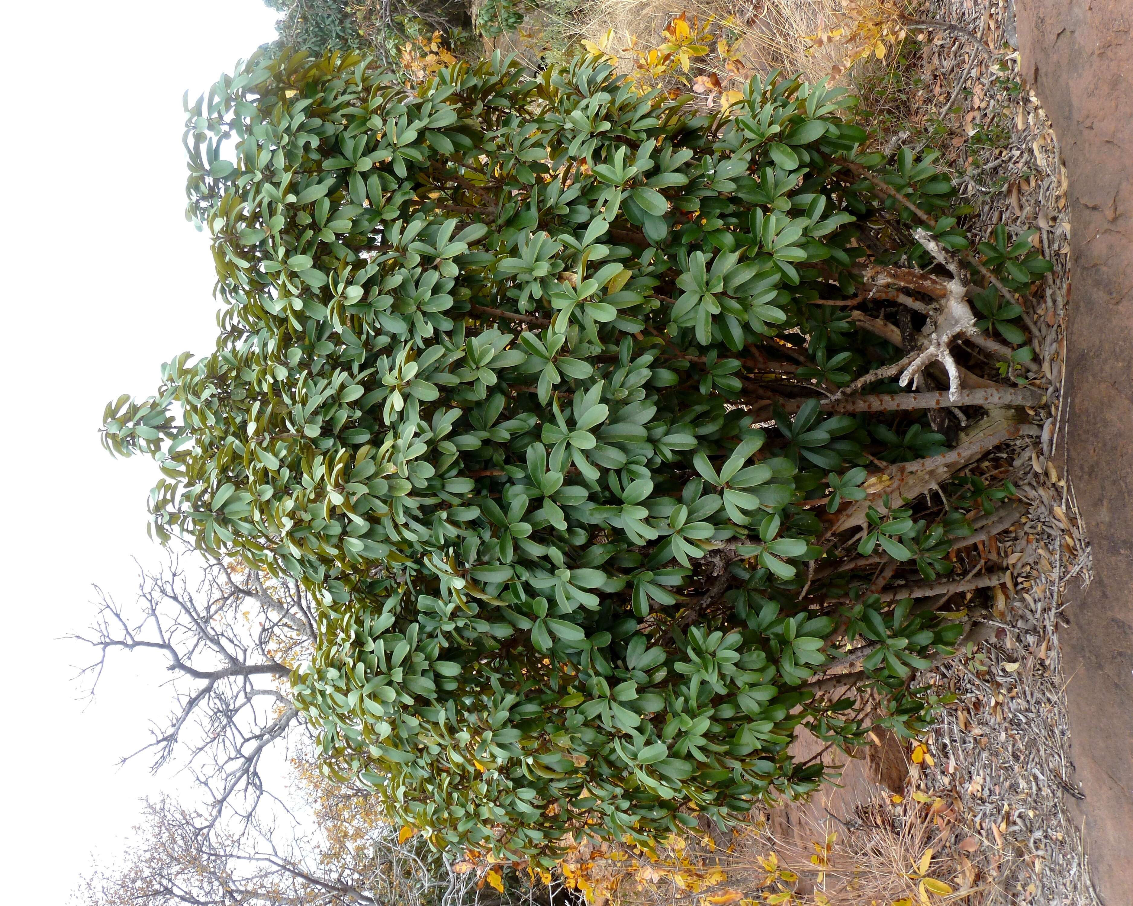 Image of Transvaal milk plum