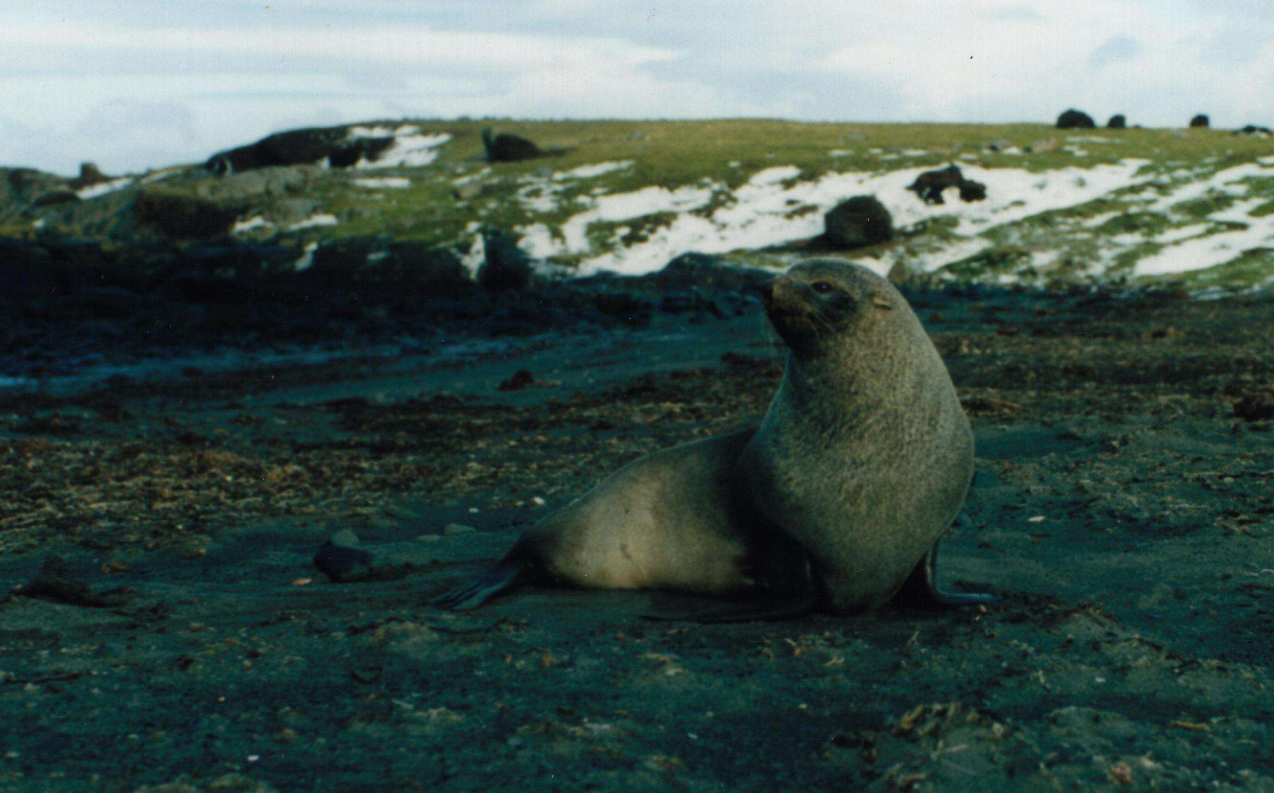 Image of Antarctic Fur Seal