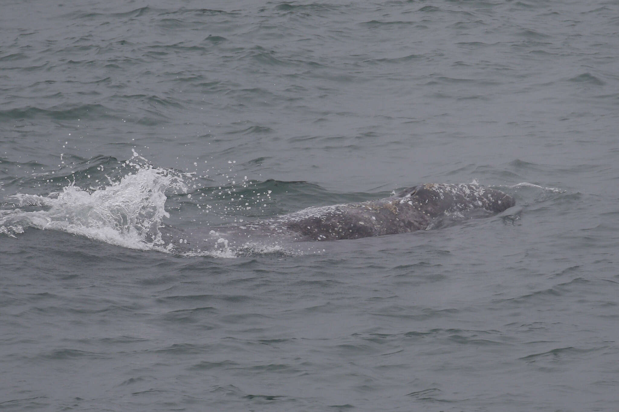 Image of gray whales