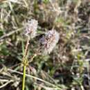 Image of Silky Burweed