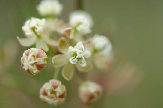 Image of whorled milkweed