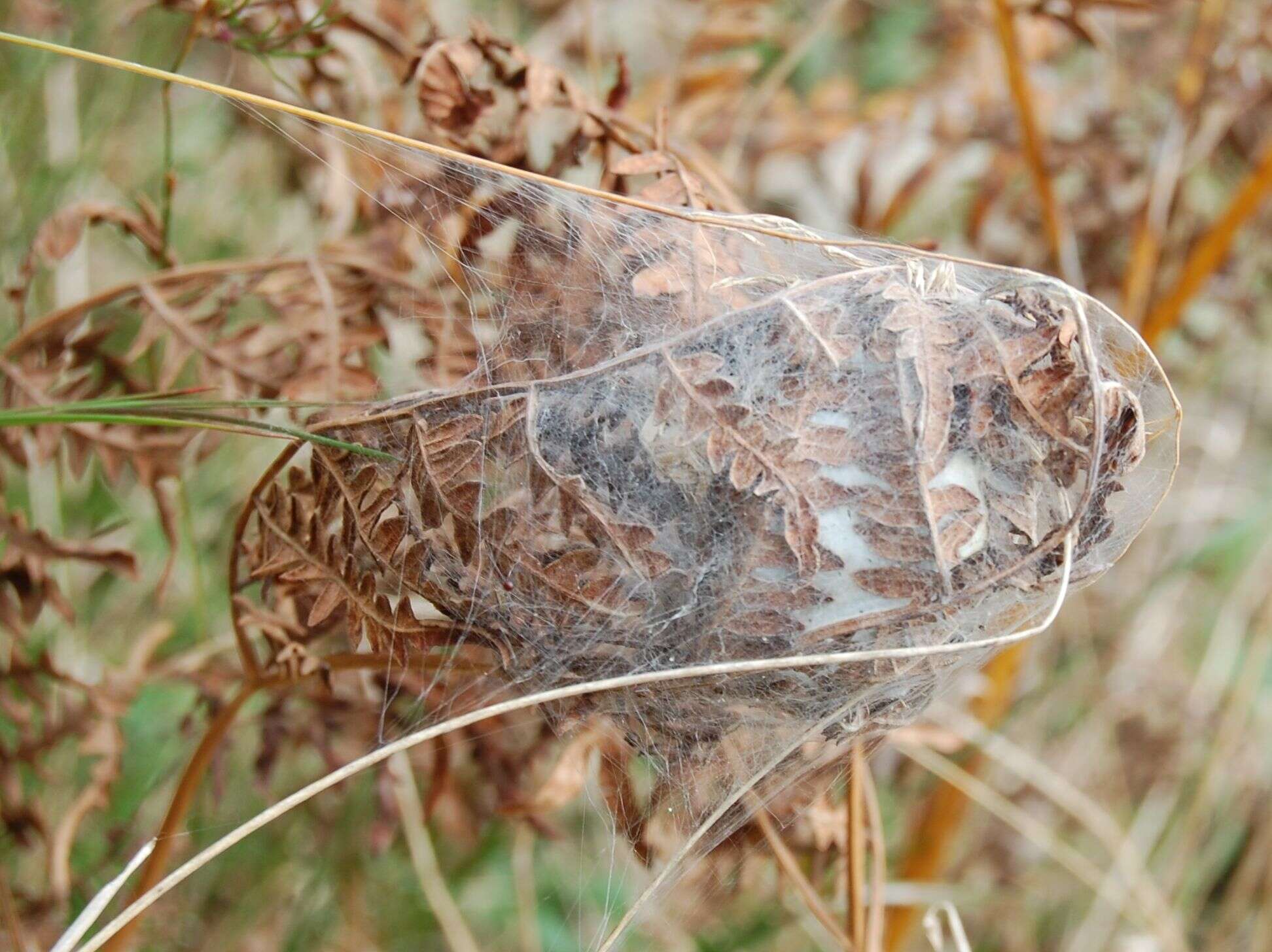 Слика од Cheiracanthium punctorium (Villers 1789)