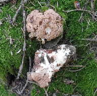 Image of Cauliflower coral