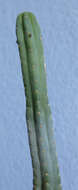 Image of Echinopsis pachanoi