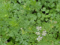 Image of coriander