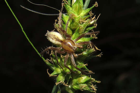 Image of Arachosia praesignis (Keyserling 1891)