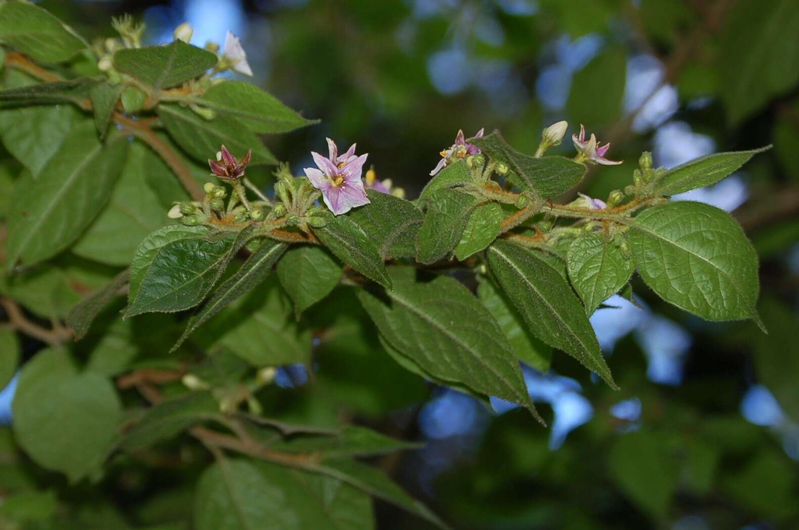 Image of Lycianthes purpusii (Brandeg.) Bitter