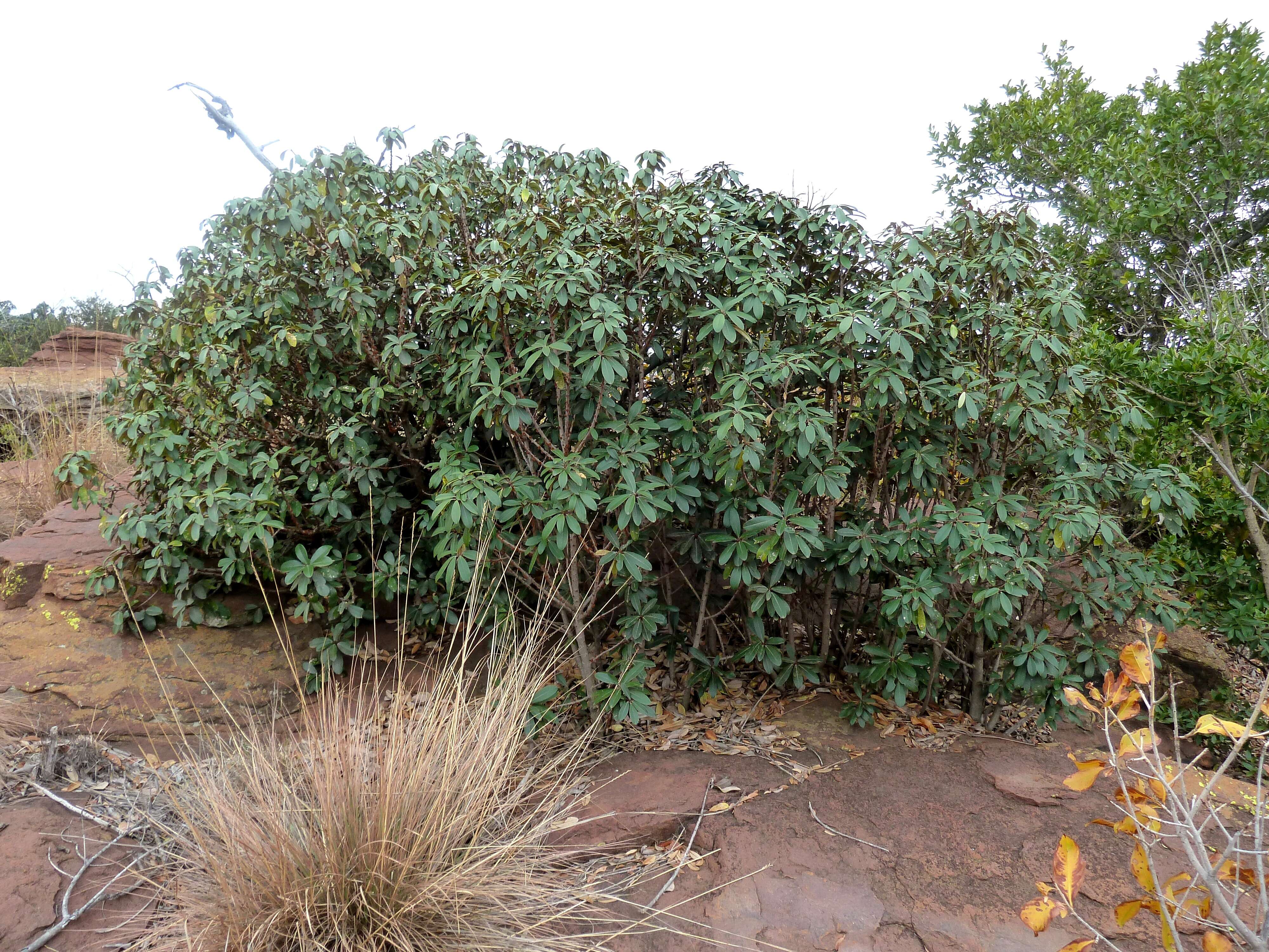 Image of Transvaal milk plum