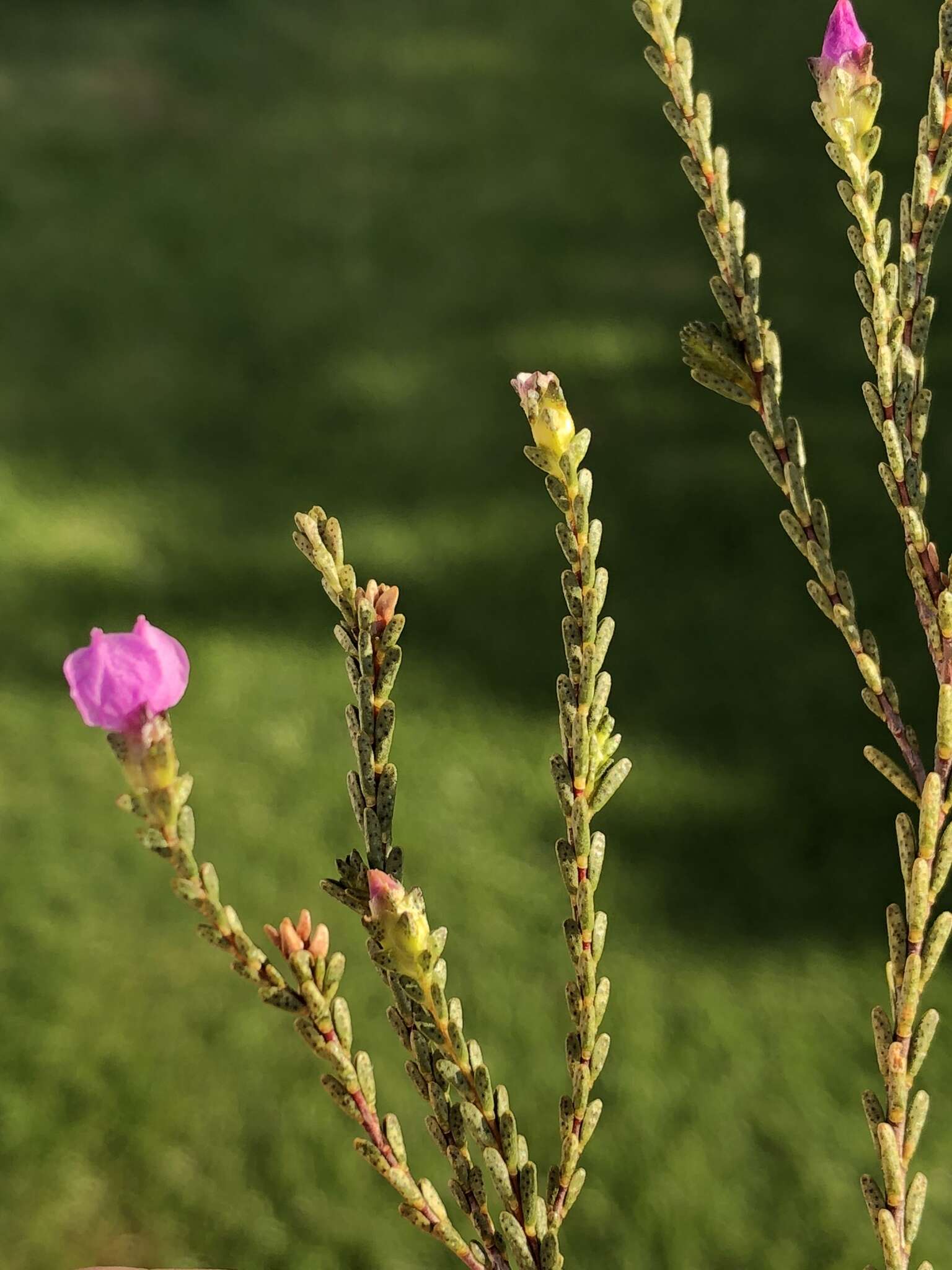 Image of Acmadenia sheilae I. J. M. Williams