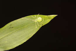 Image of Theridion plaumanni Levi 1963