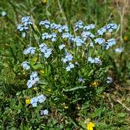 Image of Alpine forget-me-not