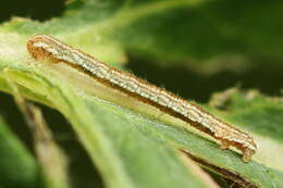 Image of tawny speckled pug