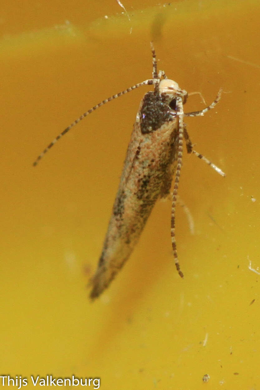 Image of Coccidiphila danilevskyi