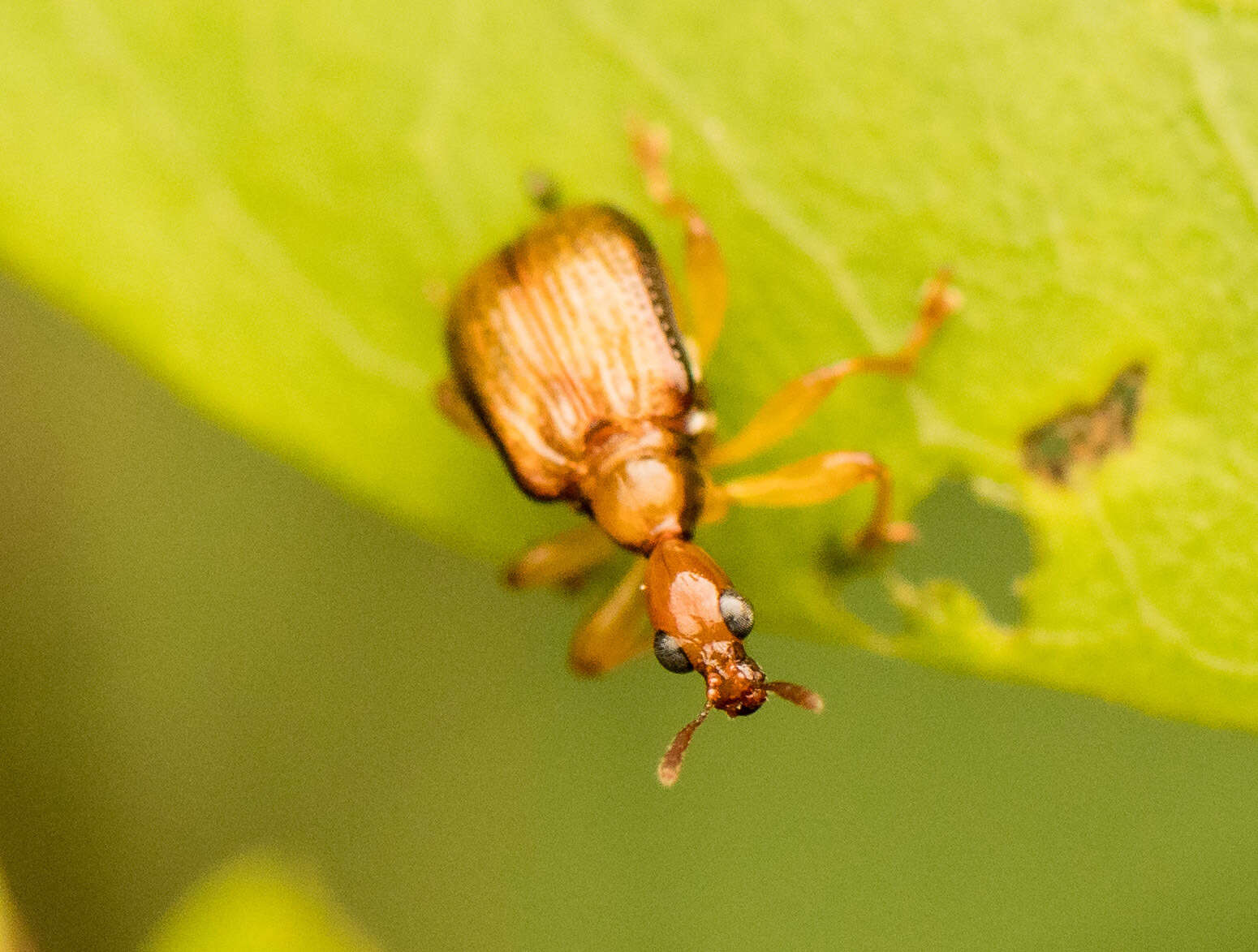 Image of Leptapoderus pallidulus Legalov 2003