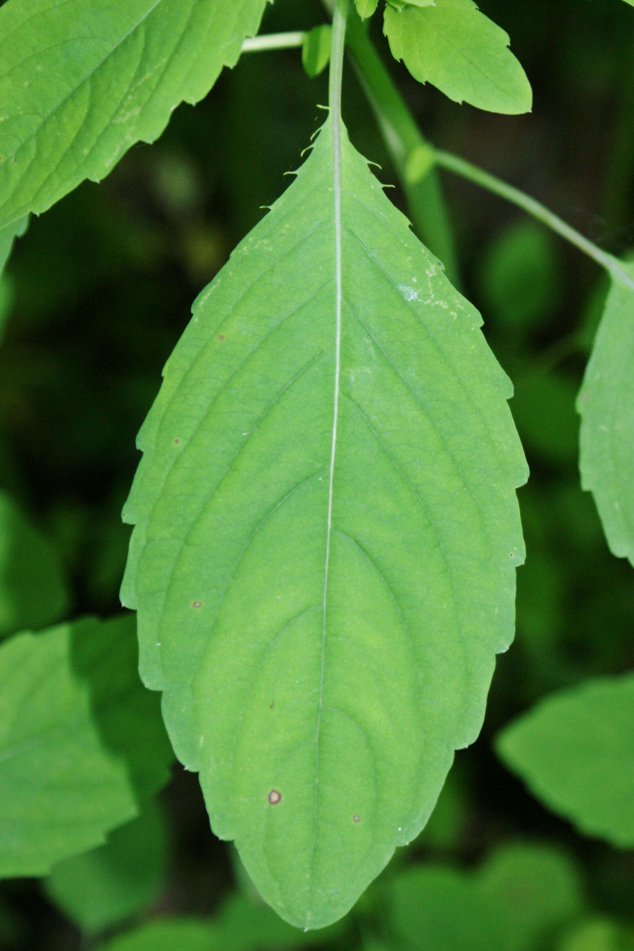 Image of Jewelweed