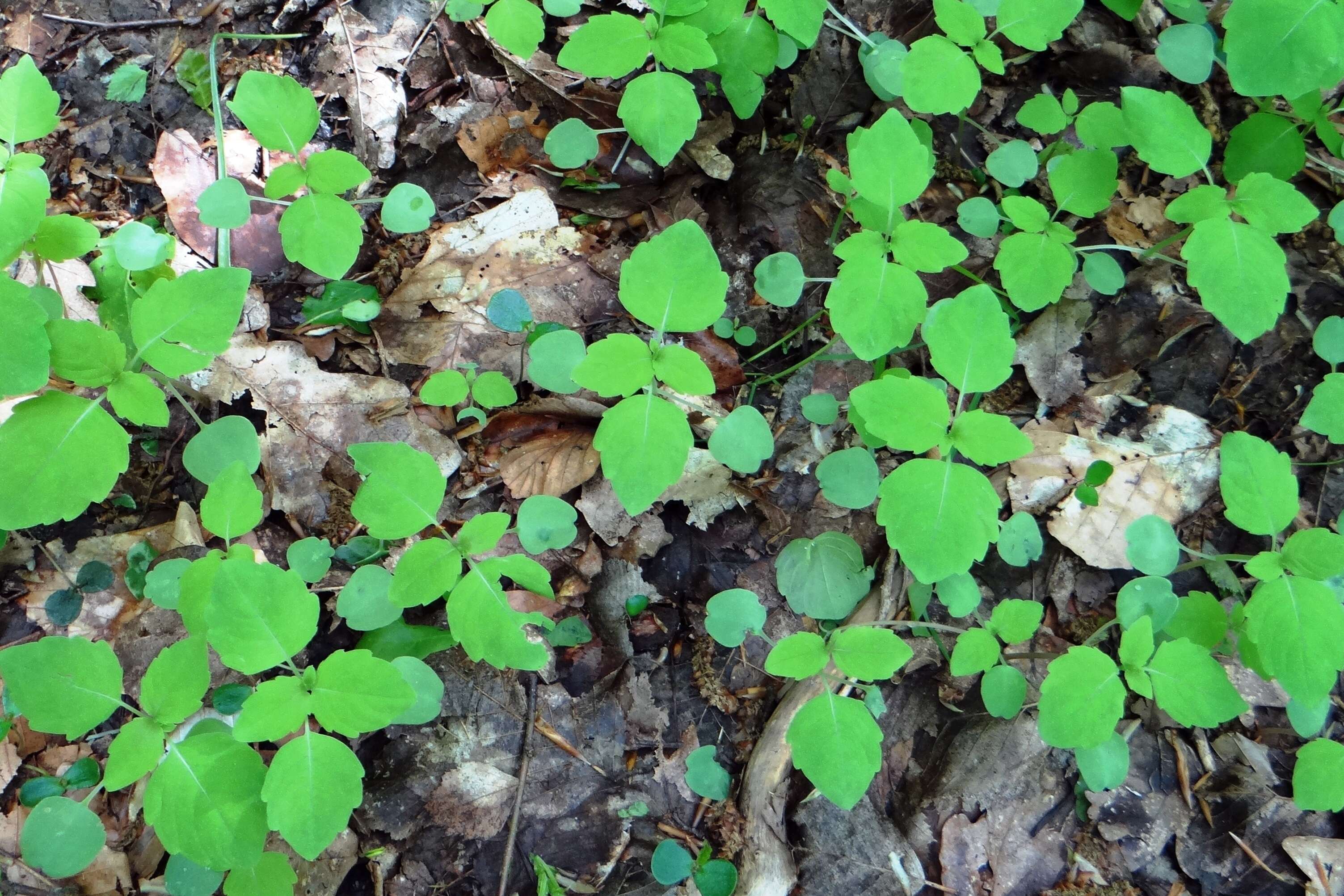 Image of Jewelweed