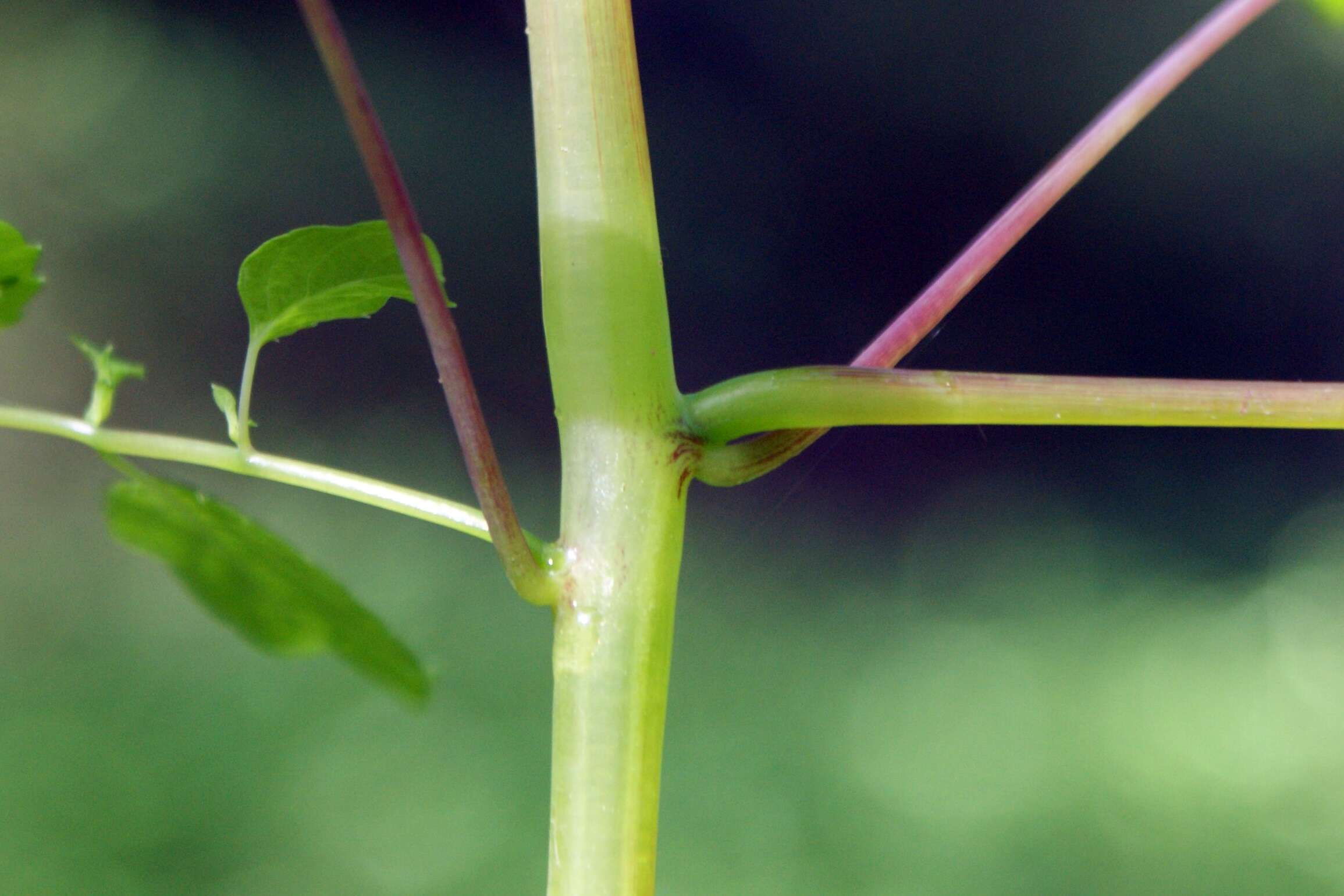 Image of Jewelweed